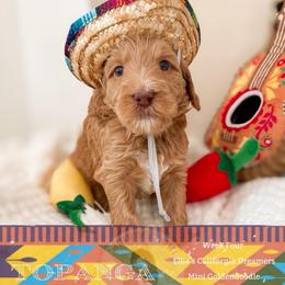 Topanga - Apricot female Goldendoodle puppy in California City, California from Summer Sun Doodles