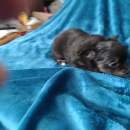 Girl 4 - Chihuahua puppy in Chapin, South Carolina from Annabelle's Wish Chihuahua's