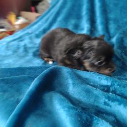 Girl 4 - Chihuahua puppy in Chapin, South Carolina from Annabelle's Wish Chihuahua's