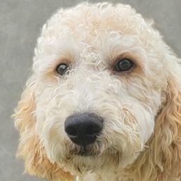 Flynn - Goldendoodle