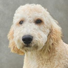 Flynn - Goldendoodle