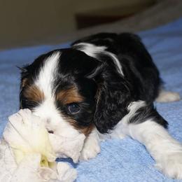 Cavalier King Charles Spaniel Puppies from London Fog Cavaliers
