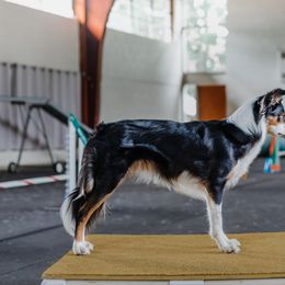 Border Collie All Grown Up from Rising Tide Border Collies