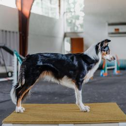 Border Collie All Grown Up from Rising Tide Border Collies