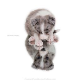 Border Collie Puppies from Contact Point Border Collies