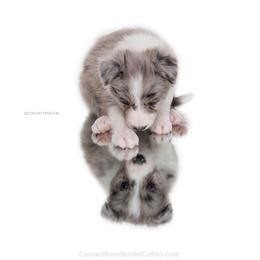 Border Collie Puppies from Contact Point Border Collies