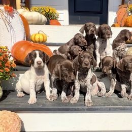 German Shorthaired Pointer Puppies from Copper Ridge Stables