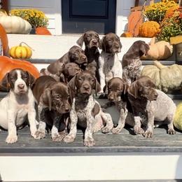 German Shorthaired Pointer Puppies from Copper Ridge Stables