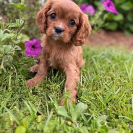 Ruby - Ruby female Cavalier King Charles Spaniel puppy in Daphne, Alabama from Darling Australians
