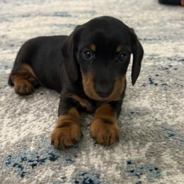 AKC Roscoe - Black and tan male Dachshund puppy in Columbus, Ohio from Central Ohio Doxies