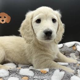 Dachshund Puppies from Davinner's Doxies