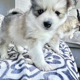 Pomsky Puppies from BittyPomsky