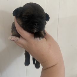Snickers - Fawn sable male Pekingese puppy in Clinton, Tennessee from Gracelands Pekingese