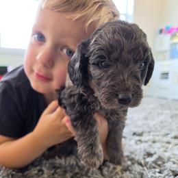 Winchester - Merle male Goldendoodle puppy in Missouri from Husky Hill Kennel
