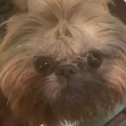 Tory - Shih Tzu
