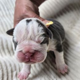 Bering - Blue tri-color male Bulldog puppy in Albany, Oregon from Red Cloud Australian Shepherds and DeGray Great Danes & Bulldogs