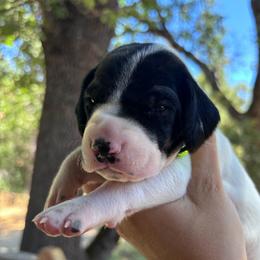 Rosemary - like green collar - Black and white female German Shorthaired Pointer puppy in Mokelumne Hill, California from Underhill GSP