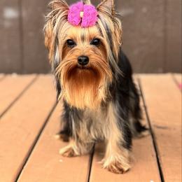 Go-Go - Blue and gold female Yorkshire Terrier puppy in New Smyrna Beach, Florida from FronkLinn Kennel