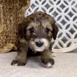 Boy 3 - Chocolate merle male Bernedoodle puppy in Russiaville, Indiana from Pleasant Creek Minibernedoodles