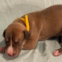 Yellow collar boy - Blue fawn male Greyhound puppy in St. Louis, Missouri from Velocitas Greyhounds