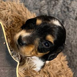Betty - Piebald female Dachshund puppy in Bigfork, Minnesota from Dachshunds Up North