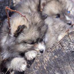 Pomsky Puppies from New World Pomskies