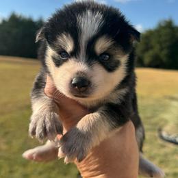 Mochi - Black and white male Pomsky puppy in Gunter, Texas from The Painted Pomsky