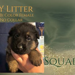 Squall - Black and red female German Shepherd puppy in Sand Springs, Oklahoma from Austerlitz German Shepherds