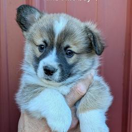Boy 4 - Sable male Pembroke Welsh Corgi puppy in Clayton, Washington from Smiling J Ranch Corgis