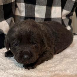 Artemis- Yellow - Charcoal female Dilute Retriever puppy in Marion, Illinois from Summer Lovin’ Labradors of Southern Illinois