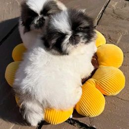 Pekingese, Poodle, and Shih Tzu Puppies from Happy puppies