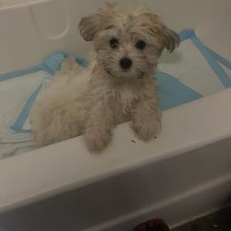 Boy 1 - Black and tan male Morkie puppy in Missouri from Josephine's Morkies