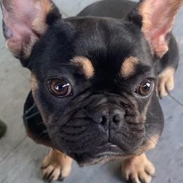 French Bulldogs and Poodles from Pawsh Petites