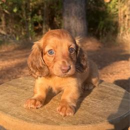 Mary - Red female Dachshund puppy in Bald Knob, Arkansas from Victoria’s Dachshunds