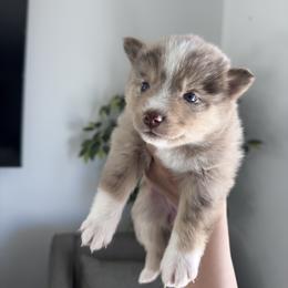 Pomsky Puppies from Velvet Pomskies
