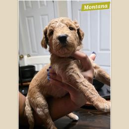 Montana - Apricot female Goldendoodle puppy in Richmond, Virginia from Highland Grove Doodles, LLC