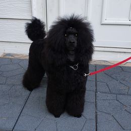 Biewer Terrier and Poodle Puppies from Dakota Ice Ice Baby Poodles