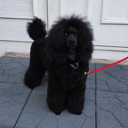Biewer Terrier and Poodle Puppies from Dakota Ice Ice Baby Poodles