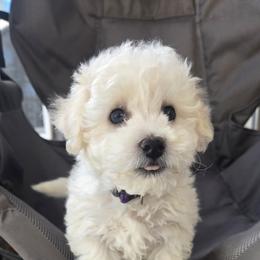 Bichon Frise Puppies from Beloved Bichon