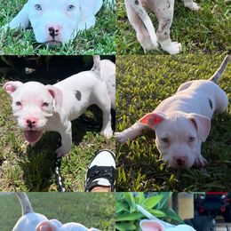 American Bully Puppies from King Bane's Bullies