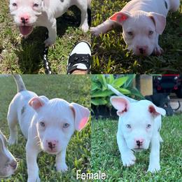 American Bully Puppies from King Bane's Bullies