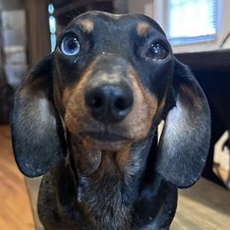JUJU - Dachshund