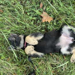 German Shepherd Puppies from Adelheid Shepherds