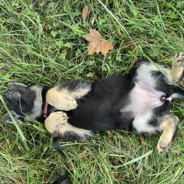 German Shepherd Puppies from Adelheid Shepherds