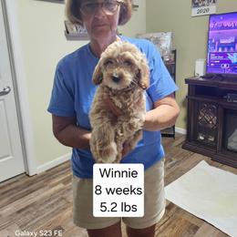 Pink collar Lainey - Apricot female Goldendoodle puppy in Fairmount, Indiana from Capens' Doodles,Poodles and Poo's