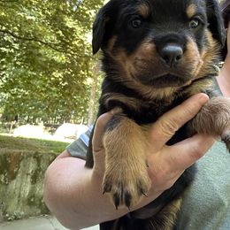 Boy 1 - Black and mahogany male Rottweiler puppy in Buskirk, New York from Misjef Rottweilers
