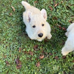 Scottish Terrier Puppies from Capstone Scottish Terriers