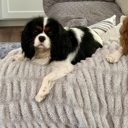 Cavalier King Charles Spaniels from Farmhouse Cavaliers NC