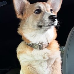 Echo - Pembroke Welsh Corgi