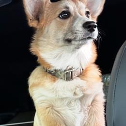 Echo - Pembroke Welsh Corgi